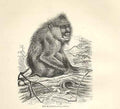 Old Antique Print Mandrill 1862 Wood'S Natural History Engraving Monkey 19th