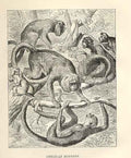 Original Old Antique Print American Monkeys 1862 Wood'S Natural History 19th