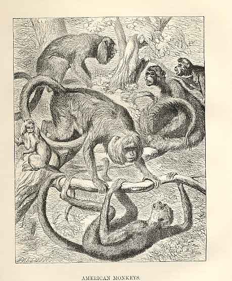Original Old Antique Print American Monkeys 1862 Wood'S Natural History 19th