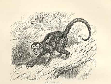 Original Old Antique Print Sai Monkey 1862 Wood'S Natural History Engraving