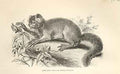 Original Old Antique Print Aye Aye 1862 Wood'S Natural History Engraving Monkey