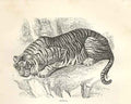 Old Antique Print Jungla 1862 Wood'S Natural History Engraving By Dalziel 19th