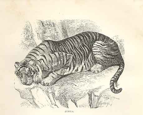 Old Antique Print Jungla 1862 Wood'S Natural History Engraving By Dalziel 19th