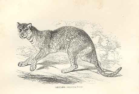 Original Old Antique Print Leopard 1862 Wood'S Natural History Engraving 19th