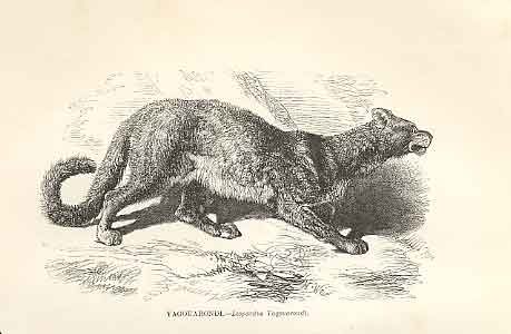Old Antique Print Yagouarondi 1862 Wood'S Natural History Engraving Cat 19th