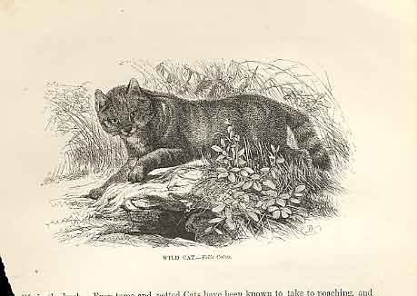 Original Old Antique Print Wild Cat 1862 Wood'S Natural History Engraving 19th