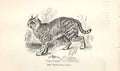 Original Old Antique Print Chauscat 1862 Wood'S Natural History Engraving 19th
