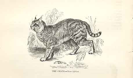 Original Old Antique Print Chauscat 1862 Wood'S Natural History Engraving 19th