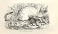 Original Old Antique Print Caffre Cat 1862 Wood'S Natural History Engraving