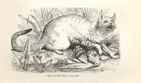 Original Old Antique Print Caffre Cat 1862 Wood'S Natural History Engraving