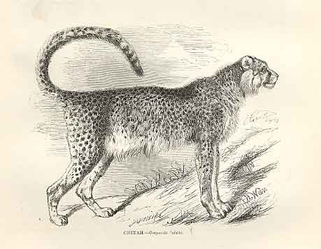 Original Old Antique Print Chetah 1862 Wood'S Natural History Engraving 19th