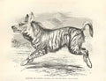 Old Antique Print Striped Or Crested Hyaena Or Strand Wolf 1862 Engraving 19th