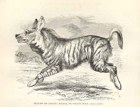 Old Antique Print Striped Or Crested Hyaena Or Strand Wolf 1862 Engraving 19th