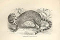 Original Old Antique Print Tangalung 1862 Wood'S Natural History Engraving 19th