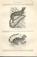 Old Antique Print RasseDelundung 1862 Wood'S Natural History Engraving