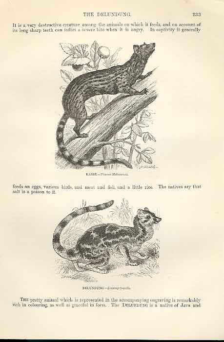Old Antique Print RasseDelundung 1862 Wood'S Natural History Engraving