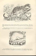 Old Antique Print Amer & Cacomixle 1862 Wood'S Natural History Engraving 19th