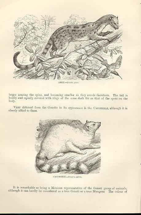 Old Antique Print Amer & Cacomixle 1862 Wood'S Natural History Engraving 19th