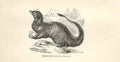 Original Old Antique Print Ichneumon 1862 Wood'S Natural History Engraving 19th