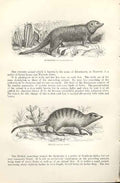 Original Old Antique Print Kusimanse & Zenick 1862 Wood'S Natural History 19th