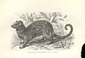 Original Old Antique Print Luwack Or Paradoxure 1862 Wood'S Natural History