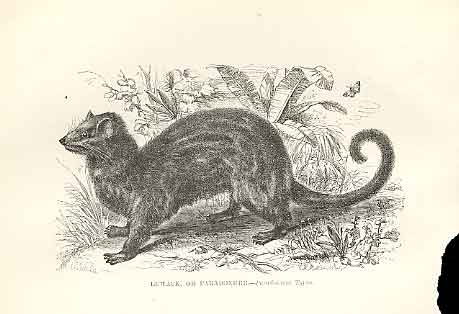 Original Old Antique Print Luwack Or Paradoxure 1862 Wood'S Natural History