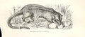 Original Old Antique Print Musang 1862 Wood'S Natural History Engraving 19th