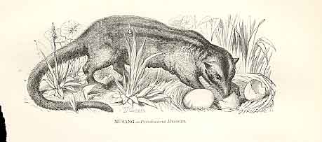 Original Old Antique Print Musang 1862 Wood'S Natural History Engraving 19th