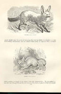 Old Antique Print Otocyon & Fennec 1862 Wood'S Natural History Engraving 19th