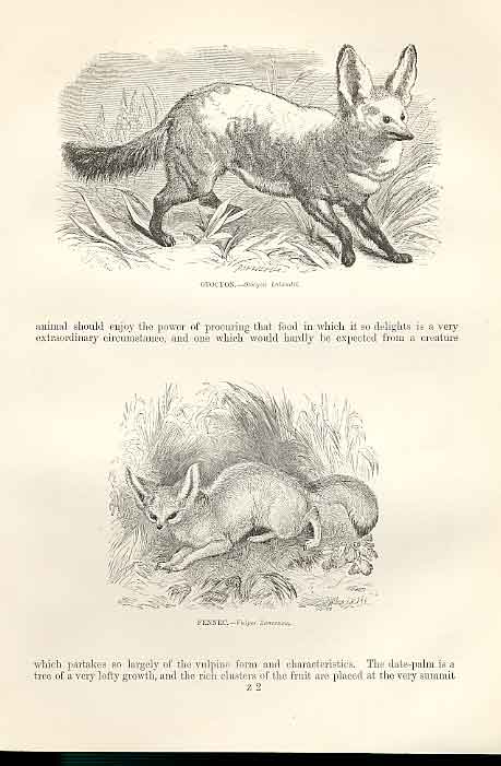 Old Antique Print Otocyon & Fennec 1862 Wood'S Natural History Engraving 19th