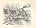 Original Old Antique Print Hunting Dog 1862 Wood'S Natural History Engraving