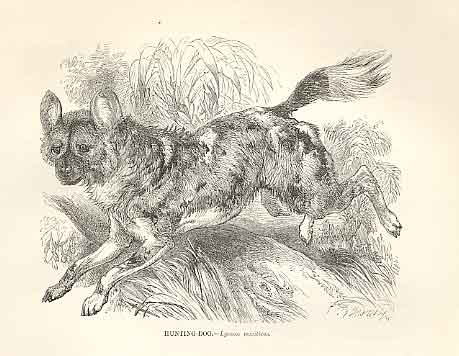 Original Old Antique Print Hunting Dog 1862 Wood'S Natural History Engraving