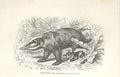 Original Old Antique Print Sand Bear Or Balisaur 1862 Wood'S Natural History