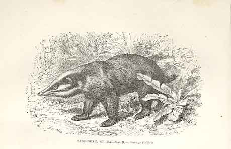 Original Old Antique Print Sand Bear Or Balisaur 1862 Wood'S Natural History
