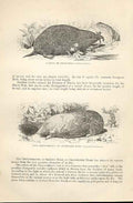 Old Antique Print Scalops Or Shrew Mole & Capechrysochlore 1862 Engraving 19th