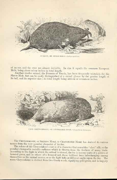 Old Antique Print Scalops Or Shrew Mole & Capechrysochlore 1862 Engraving 19th