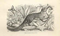Original Old Antique Print Tupaia Tana 1862 Wood'S Natural History Engraving