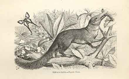 Original Old Antique Print Tupaia Tana 1862 Wood'S Natural History Engraving