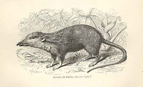 Original Old Antique Print Bulau Or Tikus 1862 Wood'S Natural History Engraving