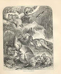 Original Old Antique Print Group Macropidae 1862 Wood'S Natural History 19th