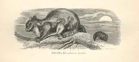 Original Old Antique Print Hepona Roo 1862 Wood'S Natural History Engraving