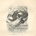Original Old Antique Print Petaurist Or Taguan 1862 Wood'S Natural History 19th