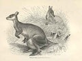 Original Old Antique Print Wallabee 1862 Wood'S Natural History Engraving 19th