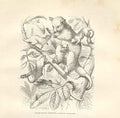 Original Old Antique Print Crab Eating Opossum 1862 Wood'S Natural History A