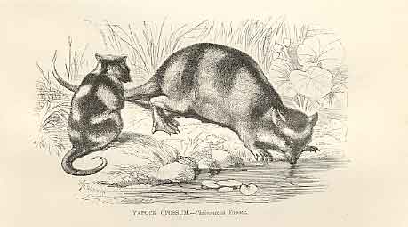Original Old Antique Print Yapoc Opossum 1862 Wood'S Natural History Engraving A