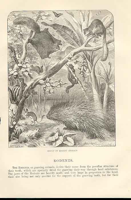 Original Old Antique Print Group Rodents 1862 Wood'S Natural History Engraving