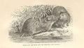 Original Old Antique Print Musquash Or Musk Rat 1862 Wood'S Natural History