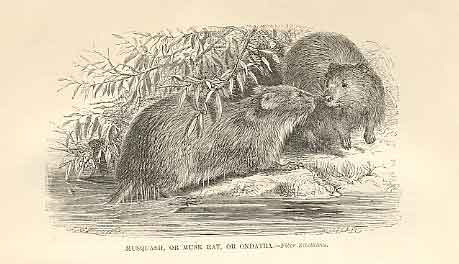 Original Old Antique Print Musquash Or Musk Rat 1862 Wood'S Natural History