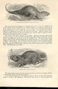 Original Old Antique Print Beaver Rat & Ground Pig 1862 Wood'S Natural History