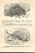 Original Old Antique Print Porcupine Tufted Tailed Porcupine 1862 Engraving